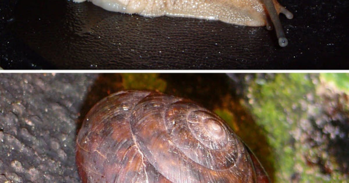 カタツムリもしっぽ切る ヘビに襲われ進化か 日本経済新聞