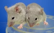 iPS細胞を利用した卵子で誕生させたマウス=京大提供