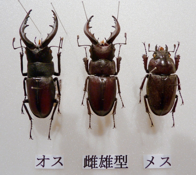頭が雄で体が雌のクワガタ 茨城で発見 日本経済新聞