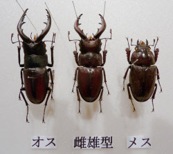 頭が雄で体が雌のクワガタ 茨城で発見 日本経済新聞 頭が雄で体が雌のクワガタ 茨城で発見 日本経済新聞