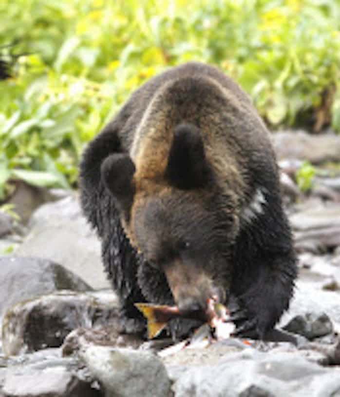 北海道のヒグマは何頭 生息数 12年ぶり調査 日本経済新聞