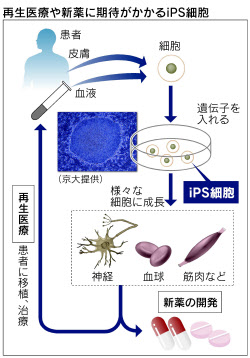 想要皮肤好 先要搞清楚皮肤干细胞是什么 每日头条