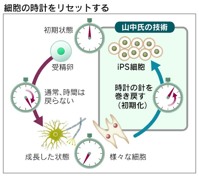 Ipsは 細胞のタイムマシン 常識覆した山中氏 日本経済新聞