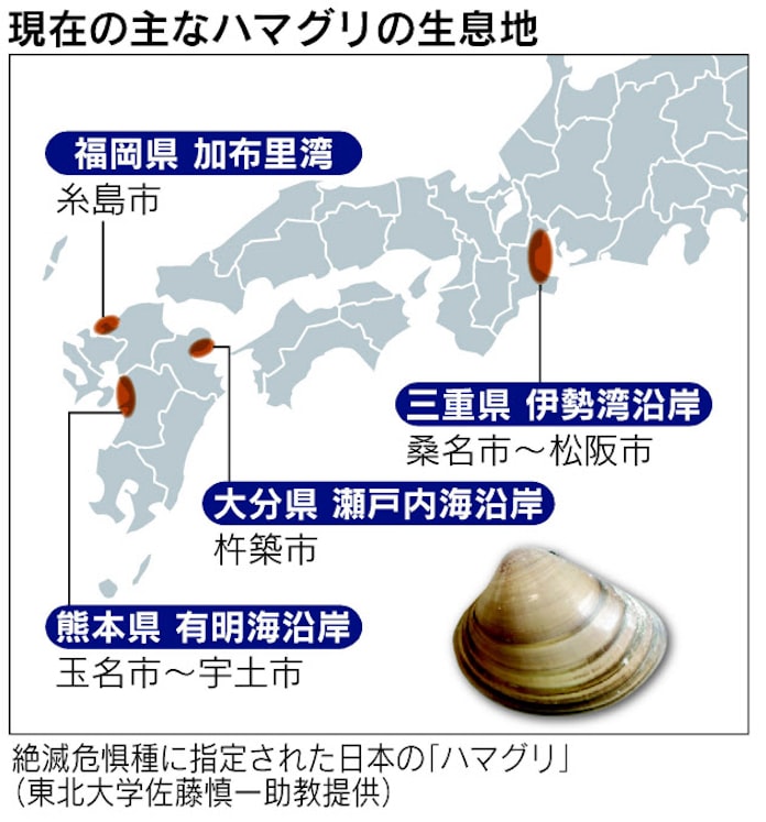 ハマグリ 絶滅危惧 指定 産地は困惑 日本経済新聞 ハマグリ 絶滅危惧 指定 産地は困惑 日本経済新聞