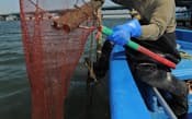 水中に仕掛けた「タンポ」と呼ぶ筒をすくい上げウナギを捕る松浦さん(大阪市此花区)