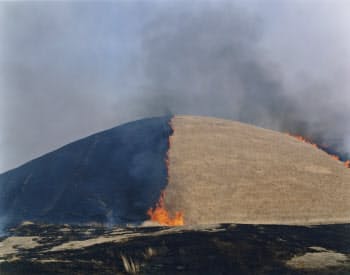 写真に写らないものを見たい 川内倫子が切り取る世界 日本経済新聞