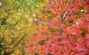 厳しい残暑だった今年の9月、北アルプスで見られたはしりの紅葉。山に秋の訪れを告げていた