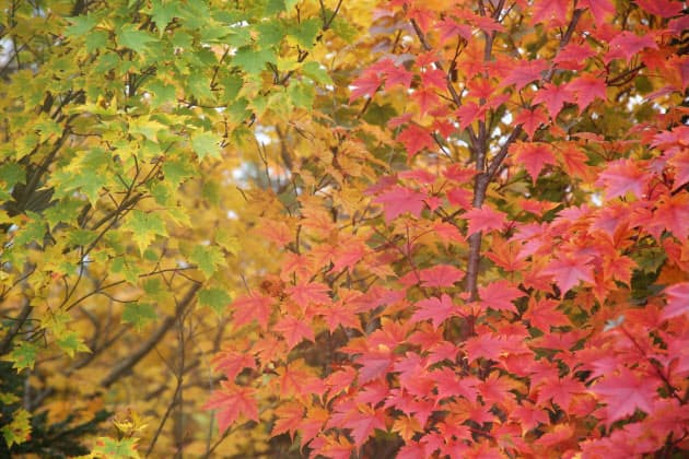 紅葉 と書いてなぜ もみじ ベニバナと意外な関係 Nikkei Style 紅葉 と書いてなぜ もみじ ベニバナと意外な関係 Nikkei Style