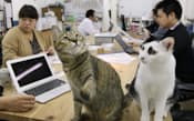 猫がいるコワーキングスペース。仕事の合間に一緒に遊べば「癒やされる」(東京都千代田区の「ネコワーキング」)