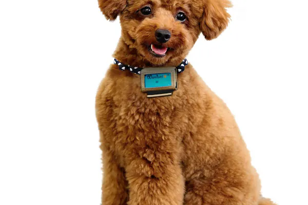 愛犬が教えてくれた 犬が草を食べるワケ Nikkei Style 愛犬が教えてくれた 犬が草を食べるワケ Nikkei Style