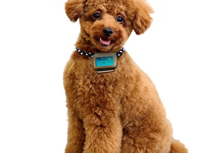 愛犬の健康はクラウドで管理 富士通 歩数計で運動量や体調把握 日本経済新聞 愛犬の健康はクラウドで管理 富士通 歩数計で運動量や体調把握 日本経済新聞