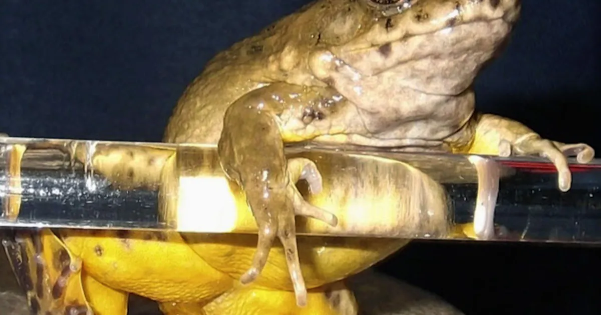 黄色い腹 脚 佐渡に新種カエル 広島大など確認 日本経済新聞 黄色い腹 脚 佐渡に新種カエル 広島大など確認 日本経済新聞