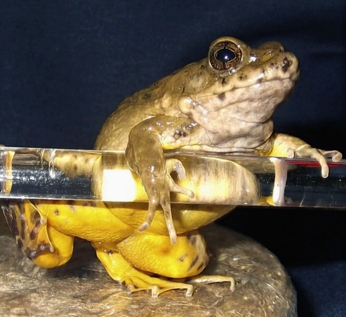 黄色い腹 脚 佐渡に新種カエル 広島大など確認 日本経済新聞 黄色い腹 脚 佐渡に新種カエル 広島大など確認 日本経済新聞