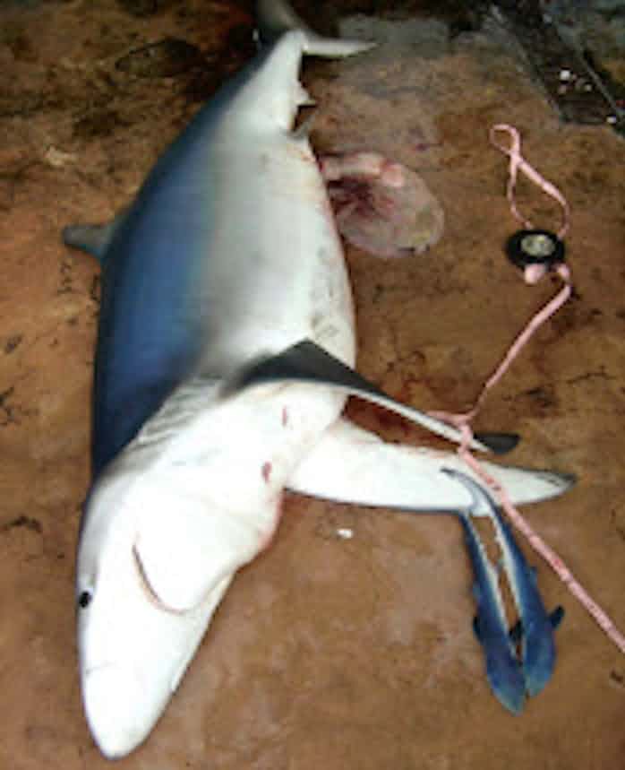 太平洋のサメ急減 年5 17 フカヒレ狙い乱獲 日本経済新聞