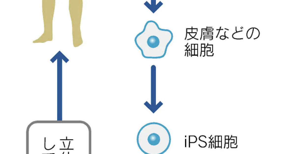 ヒトipsから腎臓細胞 京大 新治療法に道 日本経済新聞