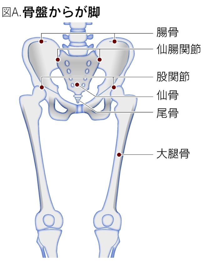 走りのパワーのカギは骨盤 しなやかに動かそう 日本経済新聞 走りのパワーのカギは骨盤 しなやかに動かそう 日本経済新聞