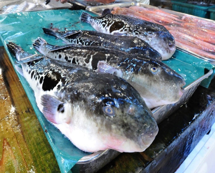 素人でも分かる 天然フグと養殖フグの違い 日本経済新聞 素人でも分かる 天然フグと養殖フグの違い 日本経済新聞