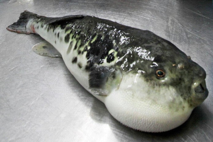 素人でも分かる 天然フグと養殖フグの違い 日本経済新聞 素人でも分かる 天然フグと養殖フグの違い 日本経済新聞