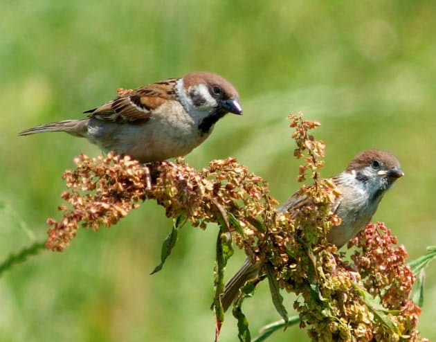 スズメの巣立ちは2週間 命の営みつなぐ子育て Nikkei Style スズメの巣立ちは2週間 命の営みつなぐ子育て Nikkei Style