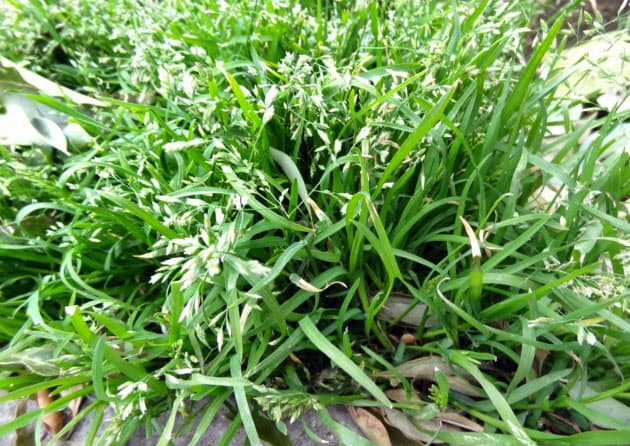 愛犬が教えてくれた 犬が草を食べるワケ Nikkei Style 愛犬が教えてくれた 犬が草を食べるワケ Nikkei Style