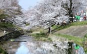 川路聖謨の思いを伝える「川路桜」が今年も佐保川沿いで花開いた(奈良市)