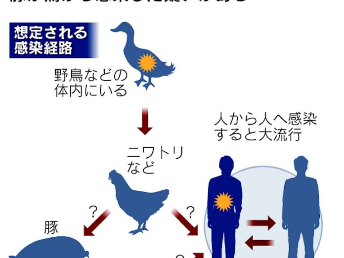 鳥 インフルエンザ 症状