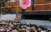 薄桃色などの花を付ける「五色八重散椿」。花びらが一枚ずつ散ることから珍重された(京都市北区の地蔵院)