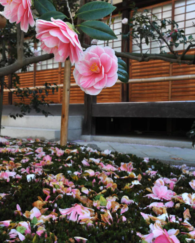 散りぎわの美 清正の名樹 古きを歩けば 花ものがたり 地蔵院の五色八重散椿 京 Nikkei Style 散りぎわの美 清正の名樹 古きを歩けば 花ものがたり 地蔵院の五色八重散椿 京 Nikkei Style