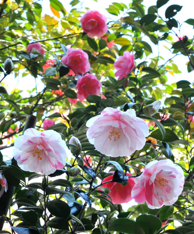 散りぎわの美 清正の名樹 古きを歩けば 花ものがたり 地蔵院の五色八重散椿 京 Nikkei Style 散りぎわの美 清正の名樹 古きを歩けば 花ものがたり 地蔵院の五色八重散椿 京 Nikkei Style