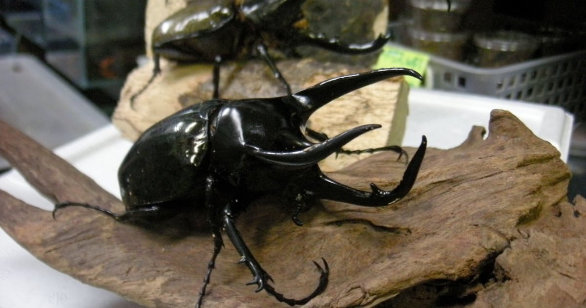 カブトムシの生態系破壊 円安が阻止 日本経済新聞 カブトムシの生態系破壊 円安が阻止 日本経済新聞