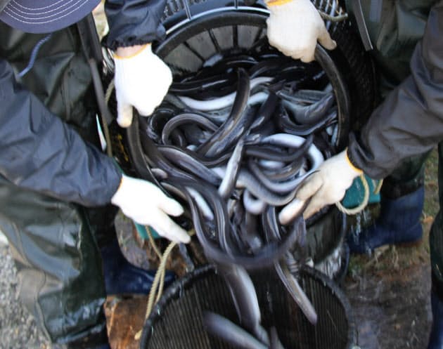 ウナギ界の救世主 ビカーラ種 を食べてみた Nikkei Style ウナギ界の救世主 ビカーラ種 を食べてみた Nikkei Style