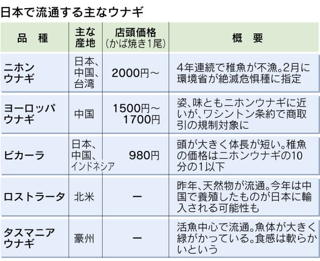 ウナギ界の救世主 ビカーラ種 を食べてみた Nikkei Style ウナギ界の救世主 ビカーラ種 を食べてみた Nikkei Style