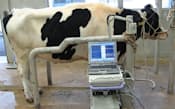 動物衛生研究所で牛の脳波からBSEを検査する