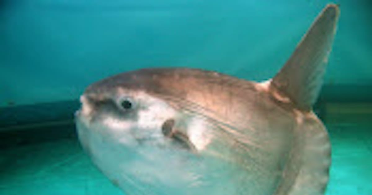 ダウンロード マンボウ 肝 魚の画像は無料 ダウンロード マンボウ 肝 魚の画像は無料