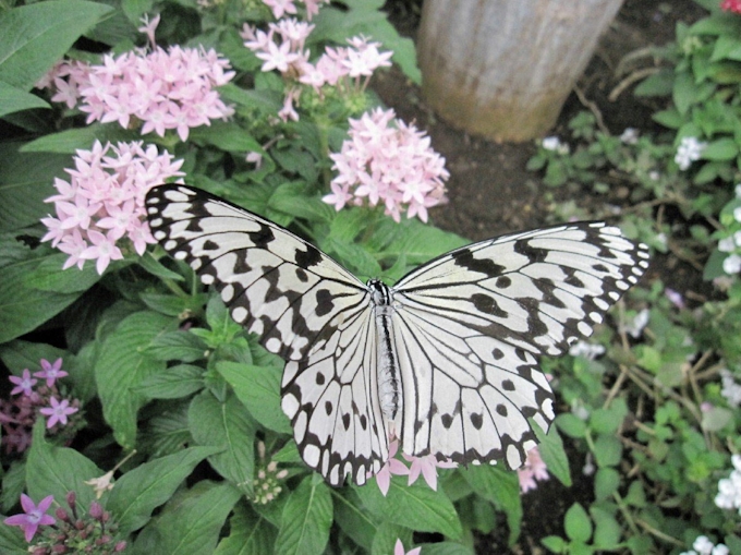 江戸時代にも短縮語 蝶や花や が ちやほや に 日本経済新聞