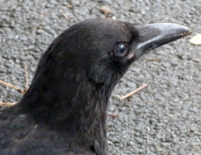 ヒナは拾わないで カラスの親子に気づこう 日本経済新聞 ヒナは拾わないで カラスの親子に気づこう 日本経済新聞