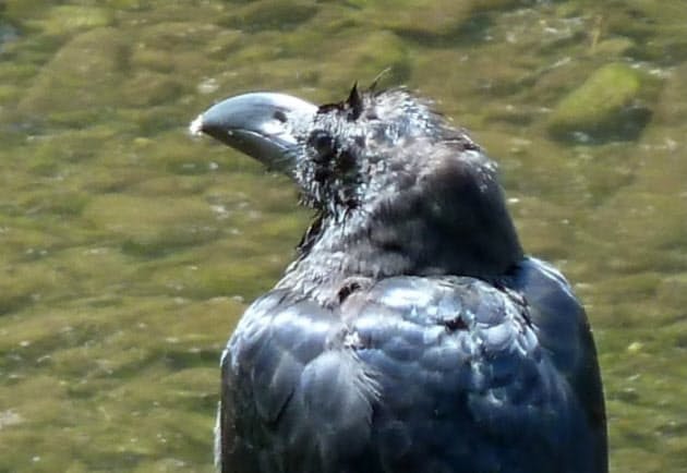 ヒナは拾わないで ヒナは拾わないで カラスの親子に気づこう Nikkei Style ヒナは拾わないで ヒナは拾わないで カラスの親子に気づこう Nikkei Style