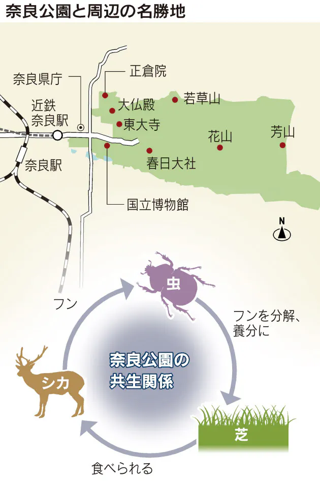 全1200頭 奈良公園のシカのフン 誰が片付け Nikkei Style