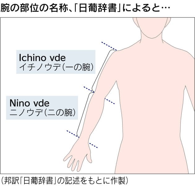 夏に気になる二の腕 昔は 一の腕 だった Nikkei Style 夏に気になる二の腕 昔は 一の腕 だった Nikkei Style