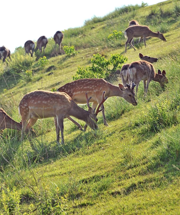 全1200頭 奈良公園のシカのフン 誰が片付け 日本経済新聞
