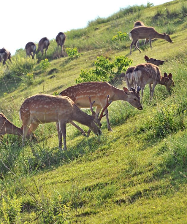 全1200頭 奈良公園のシカのフン 誰が片付け Nikkei Style