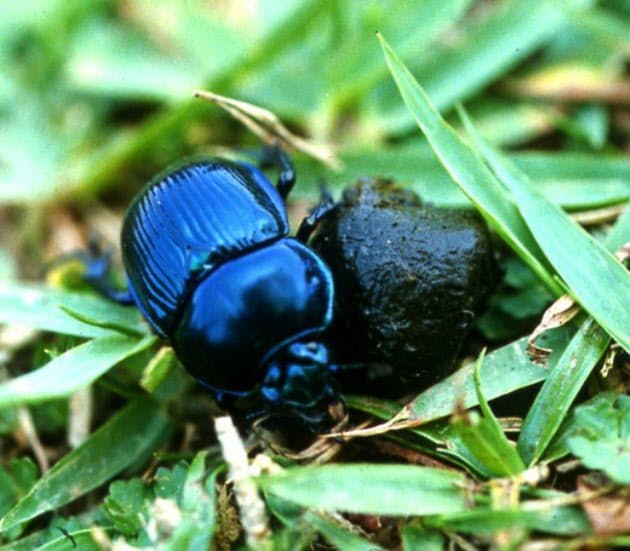 日本に生息するフン虫150種のうち50種を確認 全10頭 奈良公園のシカのフン 誰が Nikkei Style 日本に生息するフン虫150種のうち50種を確認 全10頭 奈良公園のシカのフン 誰が Nikkei Style