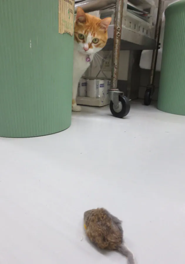 今も実は肉食のイエネコ 狩猟対象は変化か Nikkei Style 今も実は肉食のイエネコ 狩猟対象は変化か Nikkei Style