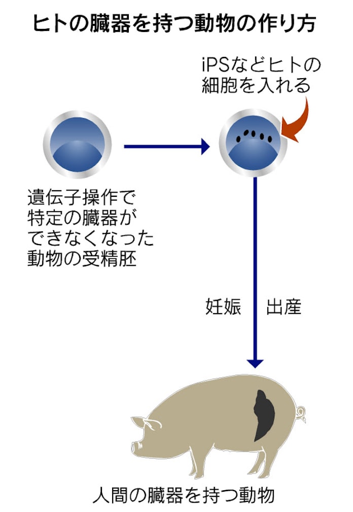 ヒトの臓器 動物体内で作製 政府が研究容認へ 日本経済新聞 ヒトの臓器 動物体内で作製 政府が研究容認へ 日本経済新聞