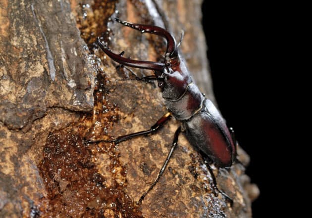 クワガタムシ 大人飼い ブームがもたらしたもの Nikkei Style クワガタムシ 大人飼い ブームがもたらしたもの Nikkei Style