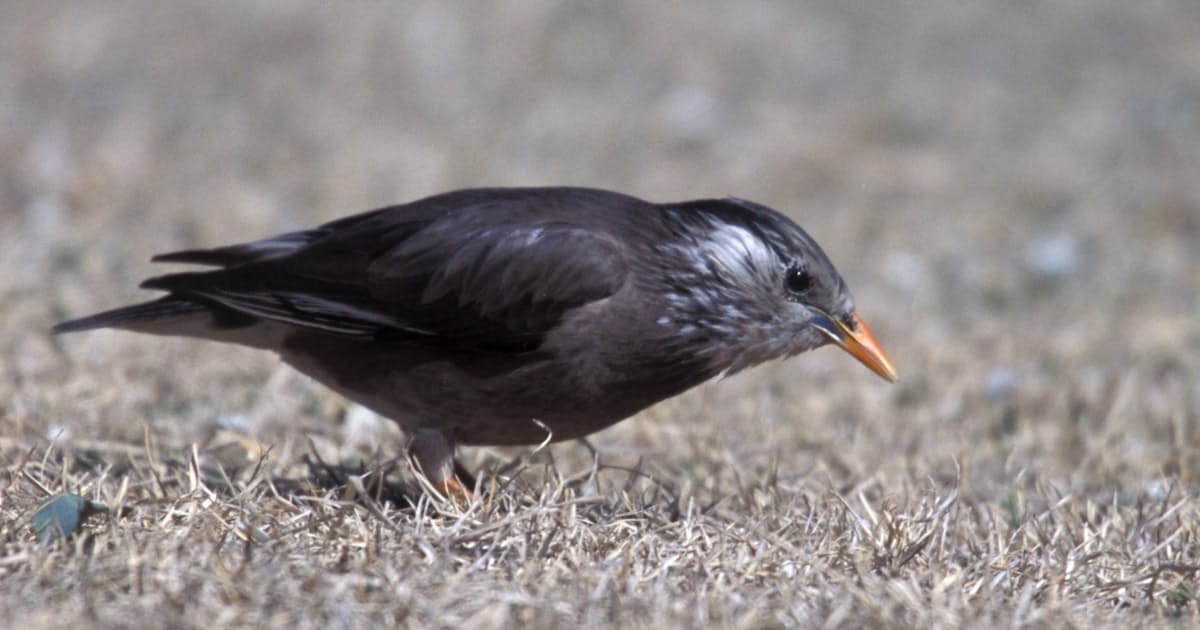 5g ムクドリ ムクドリ 5g