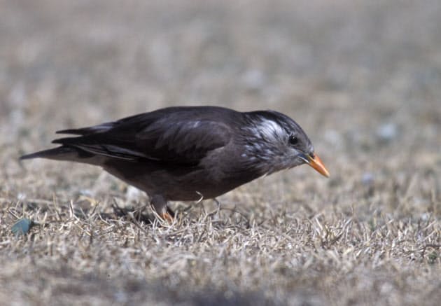 野鳥観察の ものさし鳥 ムクドリ 歩く姿も注目 Nikkei Style 野鳥観察の ものさし鳥 ムクドリ 歩く姿も注目 Nikkei Style