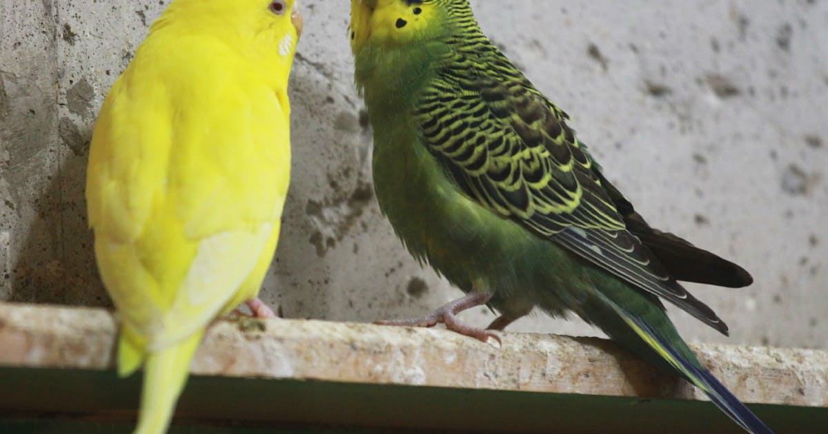 インコの背中は魅惑の香り アイスや香水で楽しむ 日本経済新聞 インコの背中は魅惑の香り アイスや香水で楽しむ 日本経済新聞