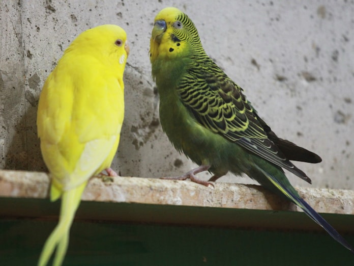 インコの背中は魅惑の香り アイスや香水で楽しむ 日本経済新聞 インコの背中は魅惑の香り アイスや香水で楽しむ 日本経済新聞