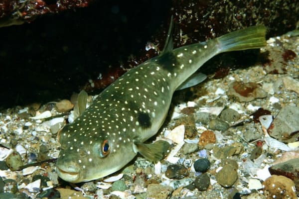 デデーポッポー は求愛のさえずり ハトの習性 Nikkei Style デデーポッポー は求愛のさえずり ハトの習性 Nikkei Style